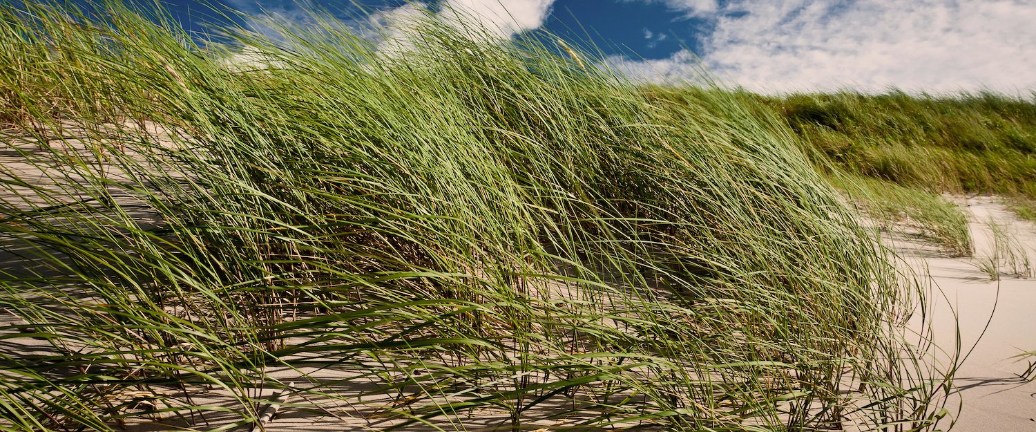 Dünen im Wind an der Ostsee Dünen im Wind an der Ostsee