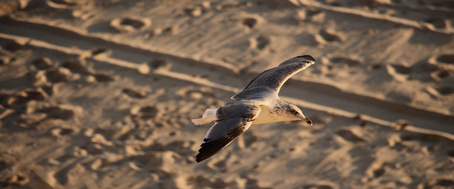 Gaviota en la playa de Matalascañas Gaviota en la playa de Matalascañas