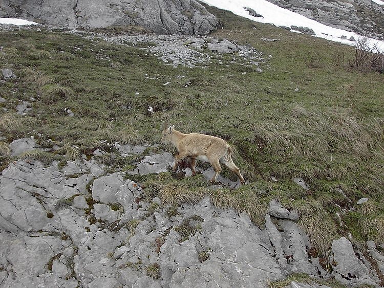 Bouquetin au Col de la Colombière