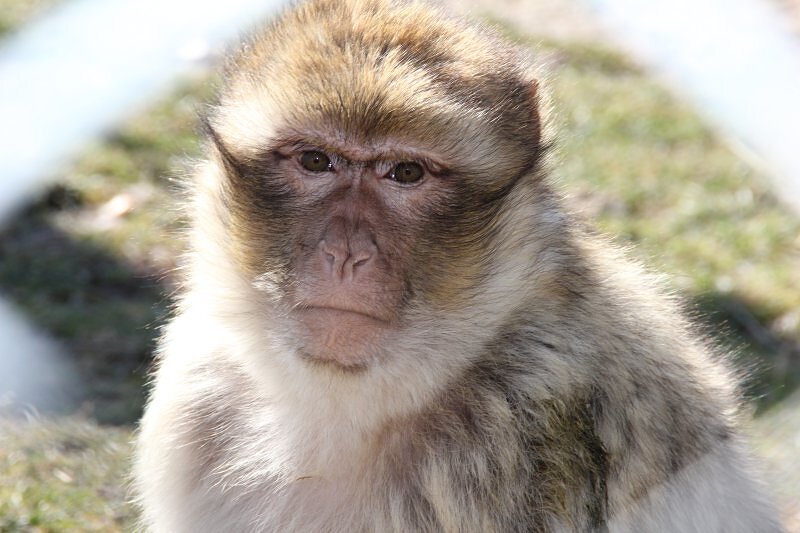 Parc Animalier de Pradinas