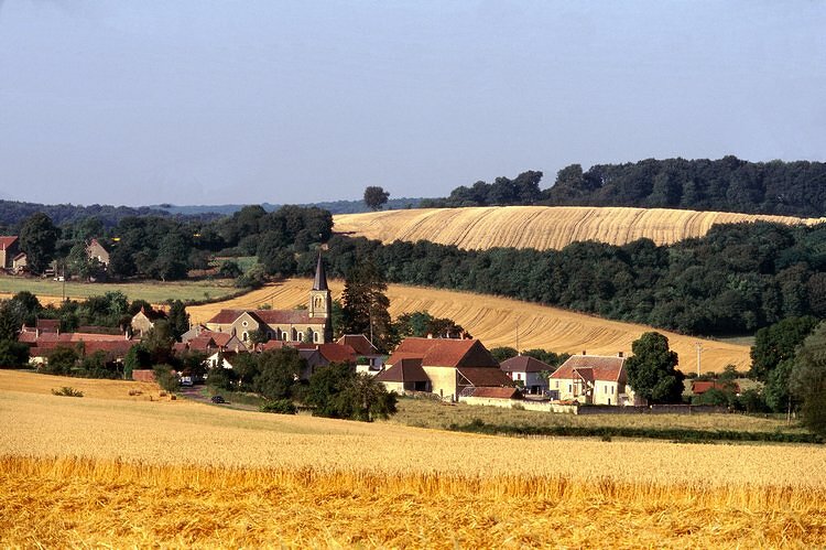 Champ de blé