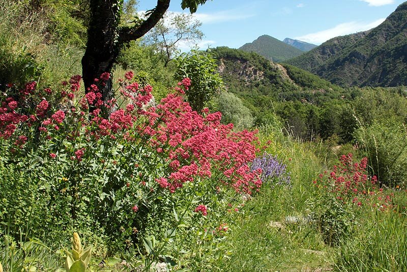 Le Jardin des papillons Le Jardin des papillons