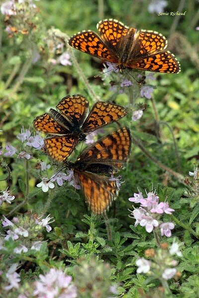 Le Jardin des papillons Le Jardin des papillons