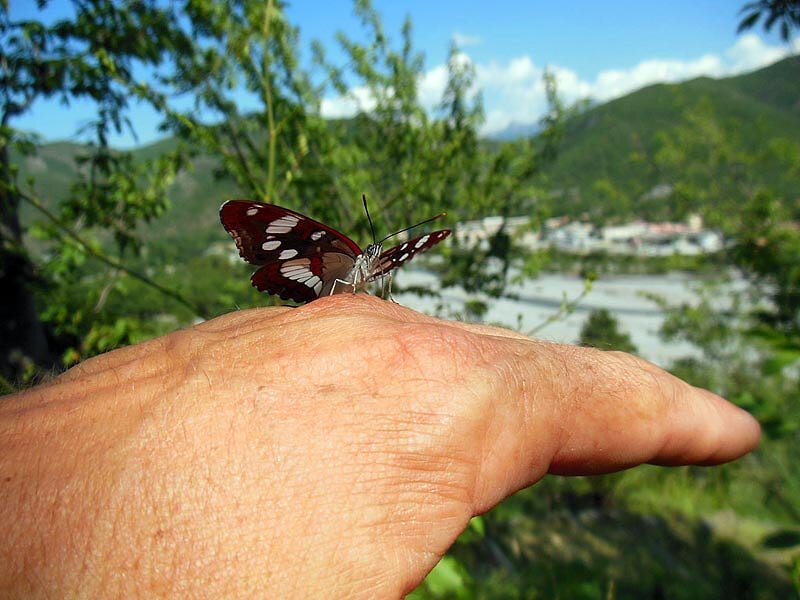 Le Jardin des papillons Le Jardin des papillons
