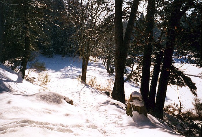 Forêt enneigée - La Chaise-Dieu