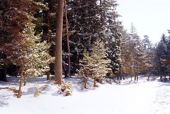 Chemin en bordure de forêt - La Chaise-Dieu