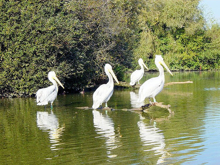 Parc des Oiseaux