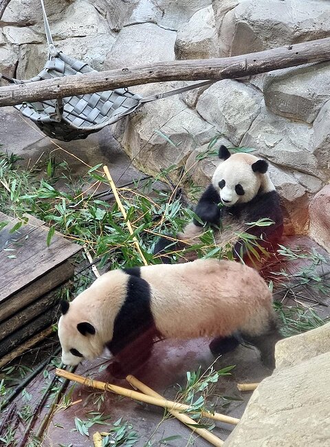 ZooParc de Beauval