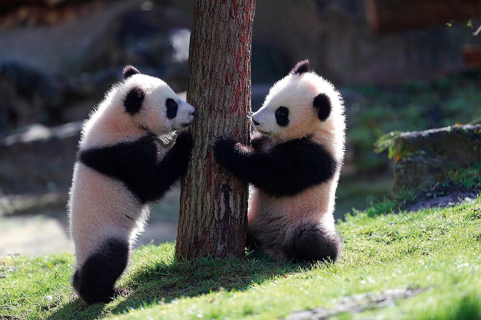 ZooParc de Beauval