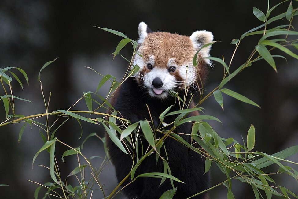 ZooParc de Beauval