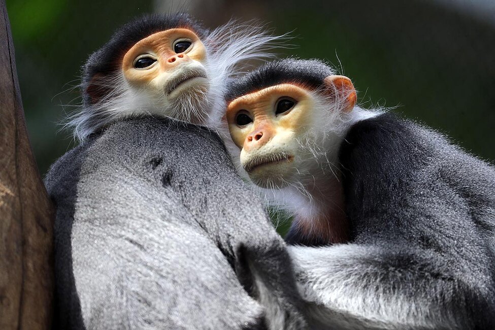 ZooParc de Beauval