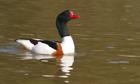 Parc Ornithologique du Marquenterre