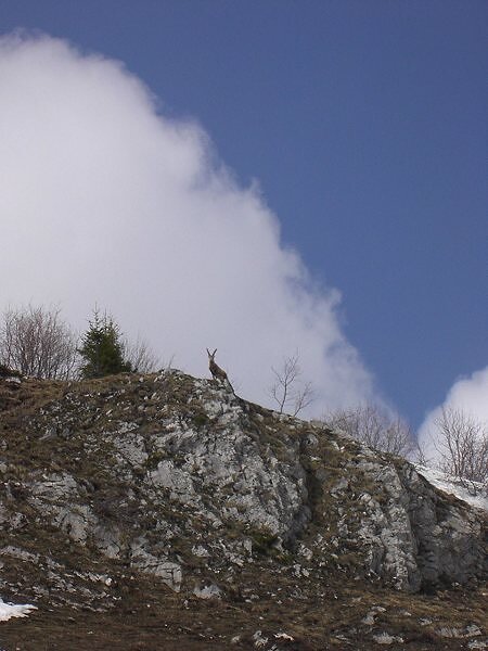 Bouquetin au Col de la Colombière