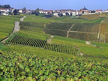 Côte des Blancs - Cramant