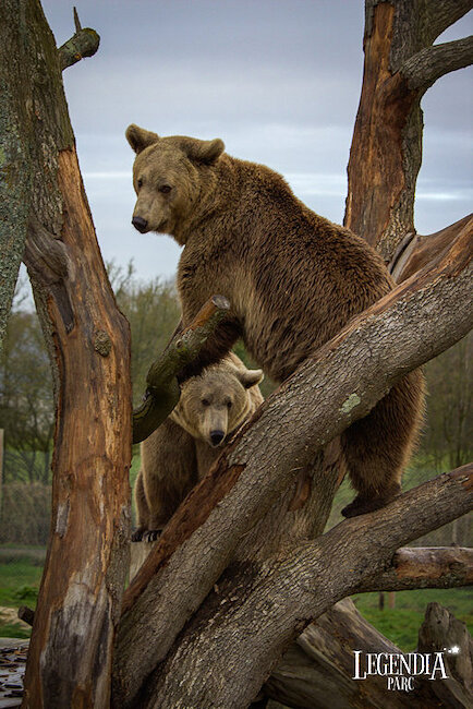 Ours Ours