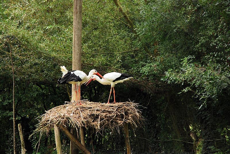 Parc ornithologique Les Oiseaux du Marais Poitevin Parc ornithologique Les Oiseaux du Marais Poitevin
