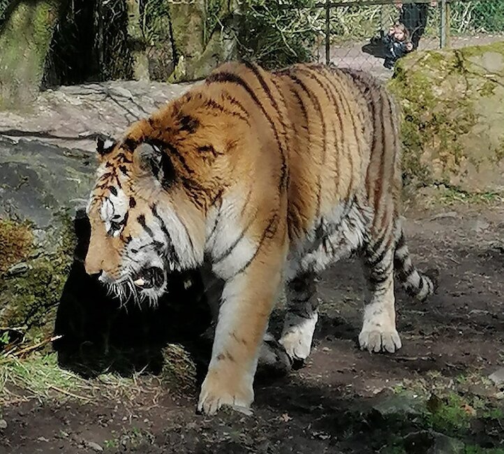 Zoo de Jurques
