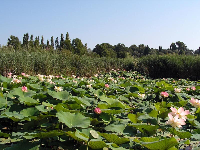 Etang de Fontmerle