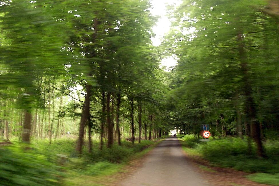 Forêt de Phalempin