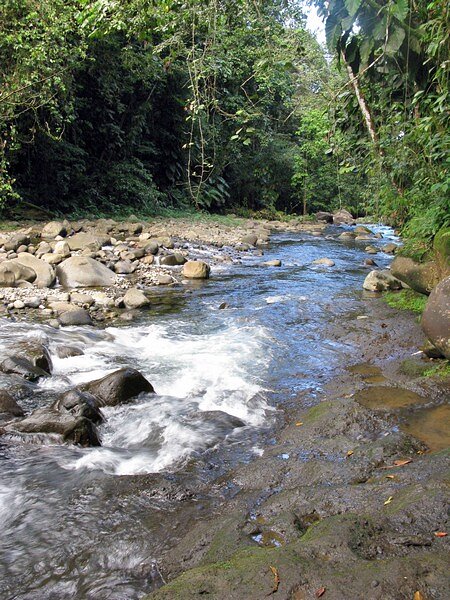 Forêt tropicale à la cascade aux écrevisses