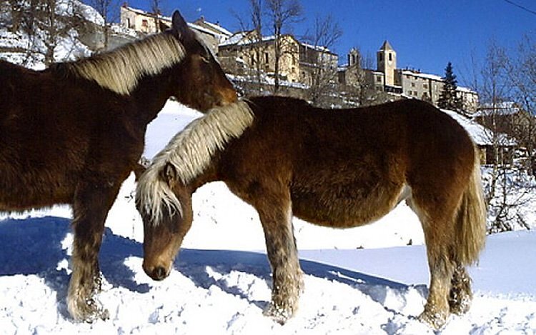 Chevaux - Font Romeu Chevaux - Font Romeu