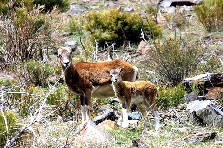 Mouflon - Font Romeu Mouflon - Font Romeu