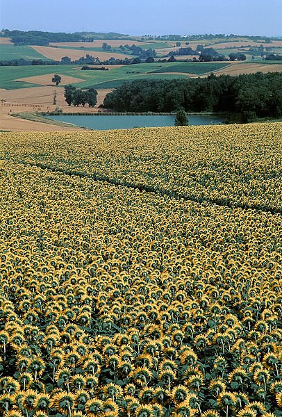Tournesols - Gers