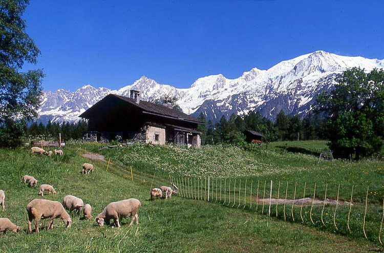 Moutons et bergerie - Les Houches