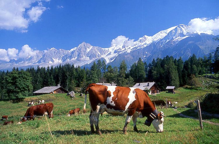 Vaches dans les alpages - Les Houches