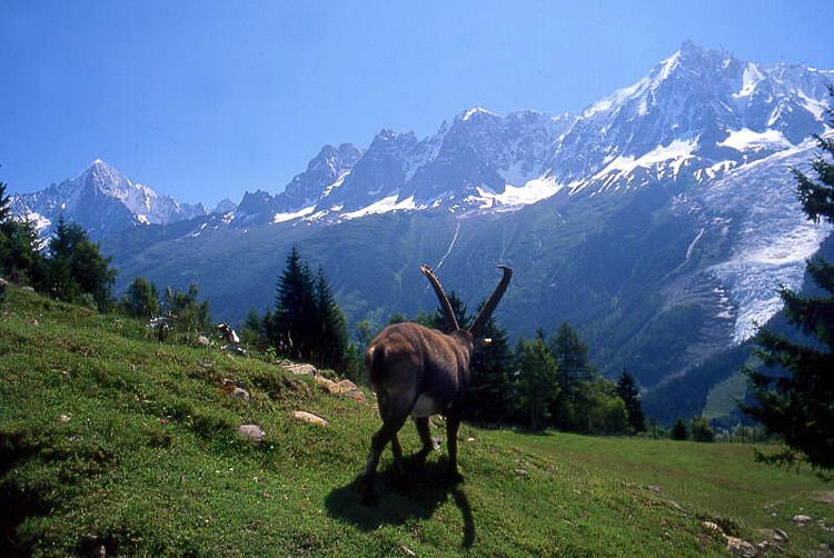 Bouquetin dans le parc de Merlet - Les Houches