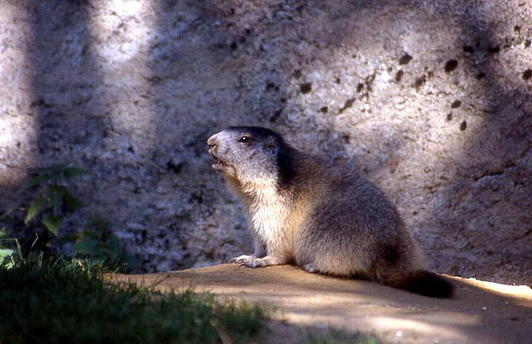 Marmotte dans le parc de Merlet - Les Houches