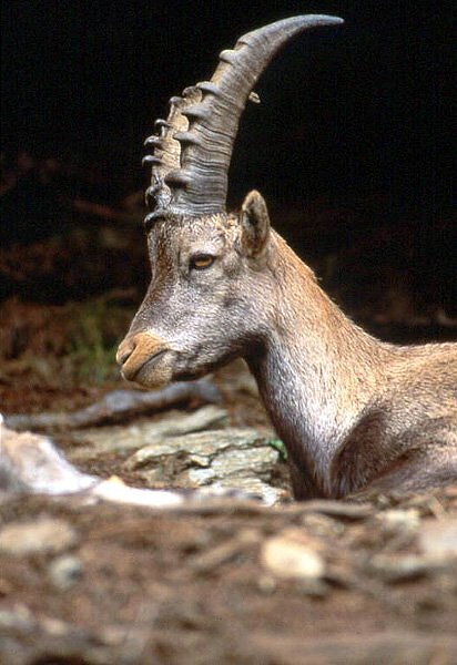 Bouquetin dans le parc de Merlet - Les Houches