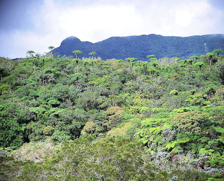 Forêt de Bébourg