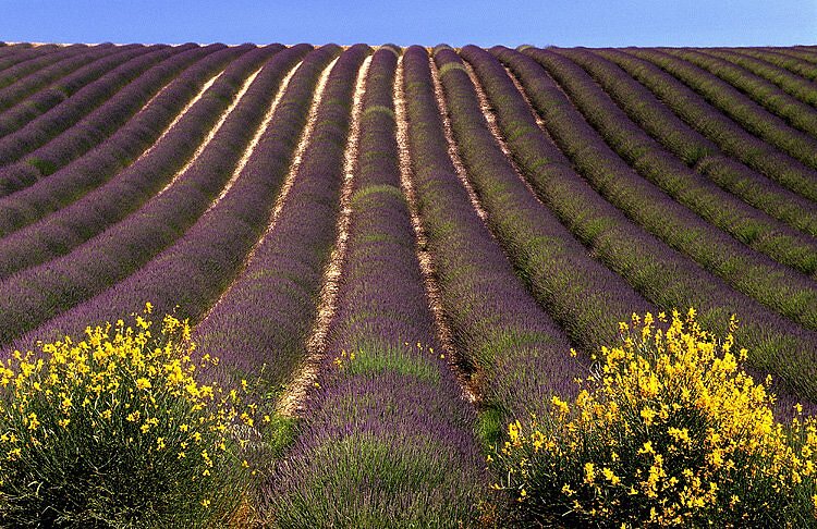 Thym sur le plateau de Valensole
