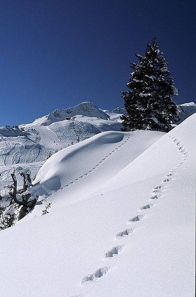 Traces de pas dans la neige - Arêches Beaufort