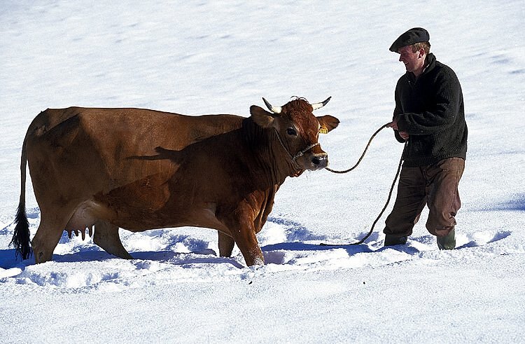 Vache Beaufort - Arêches Beaufort