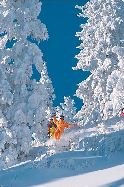 Skieurs poudreuse entre sapins