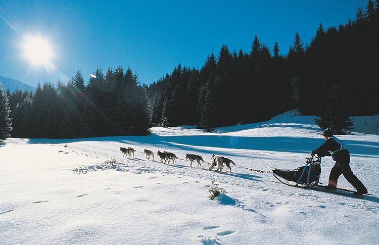 Chiens de traineaux Cote 2000