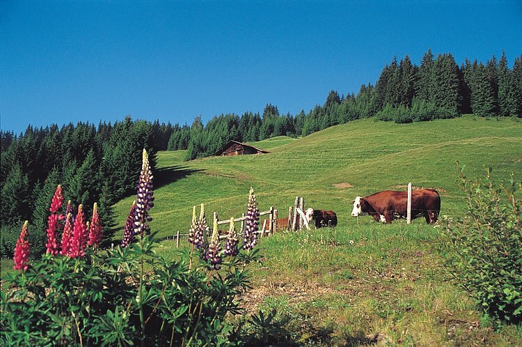 Vaches en champ