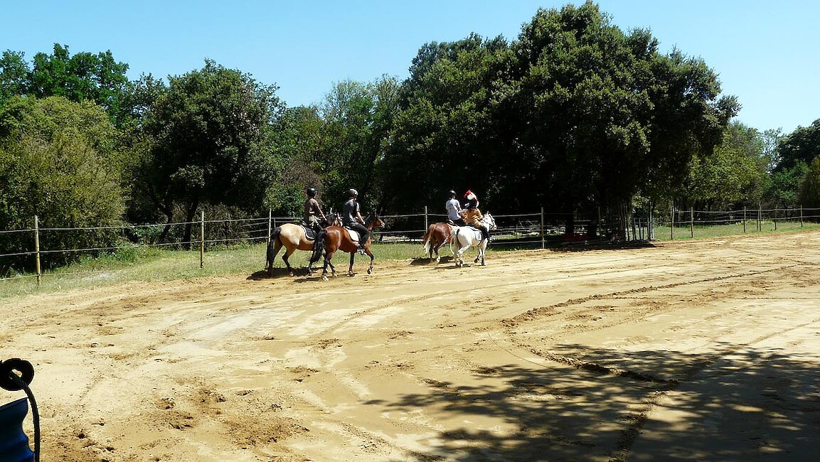 Les poneys de Chastellus