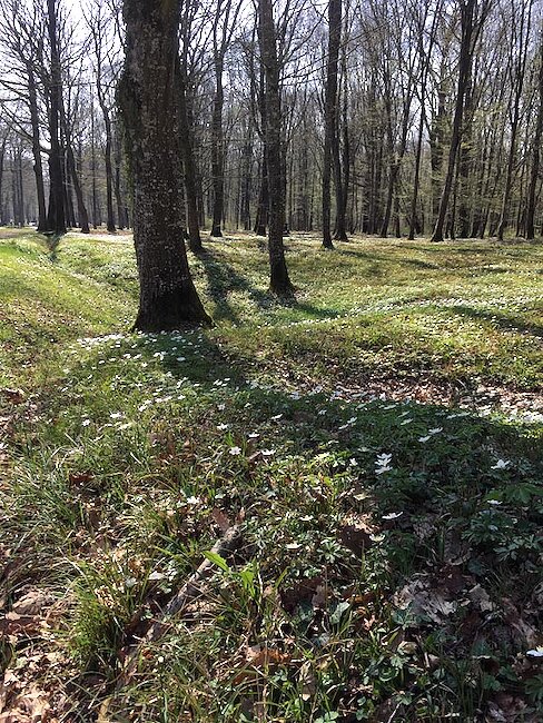 Belleau