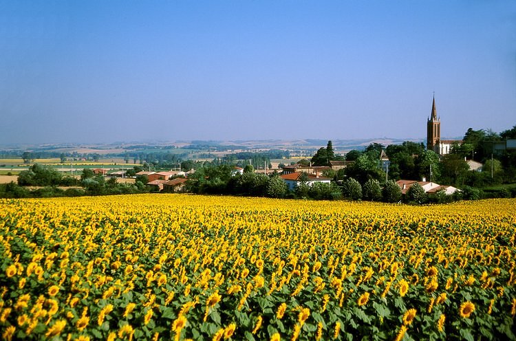 Champs de Tournesol