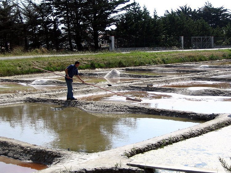 Marais salants - Noirmoutier