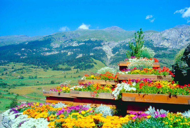 Fleurs à Lanslevillard - Val Cenis Fleurs à Lanslevillard - Val Cenis