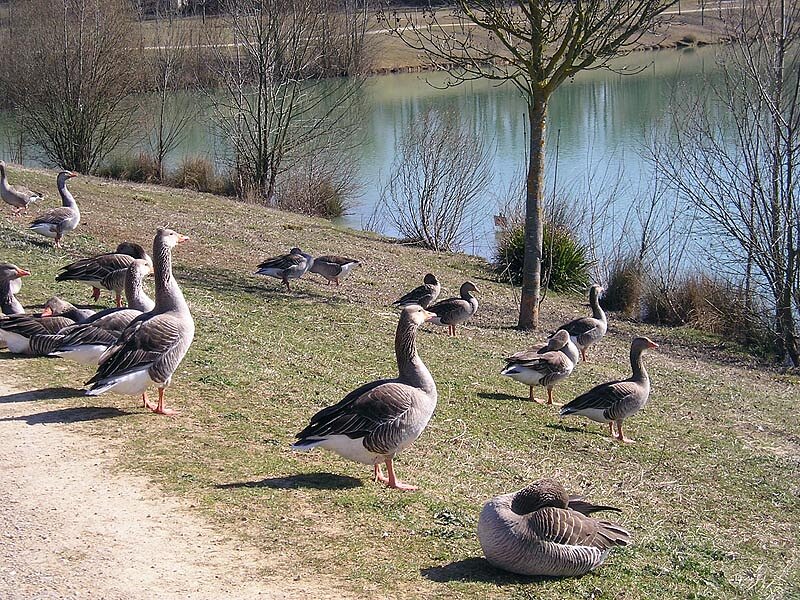 Caussade