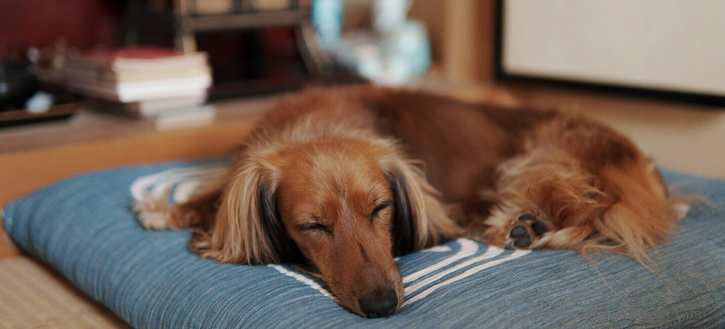 Nos chambres d'hôtes où vous pourrez séjourner avec votre animal préféré en France