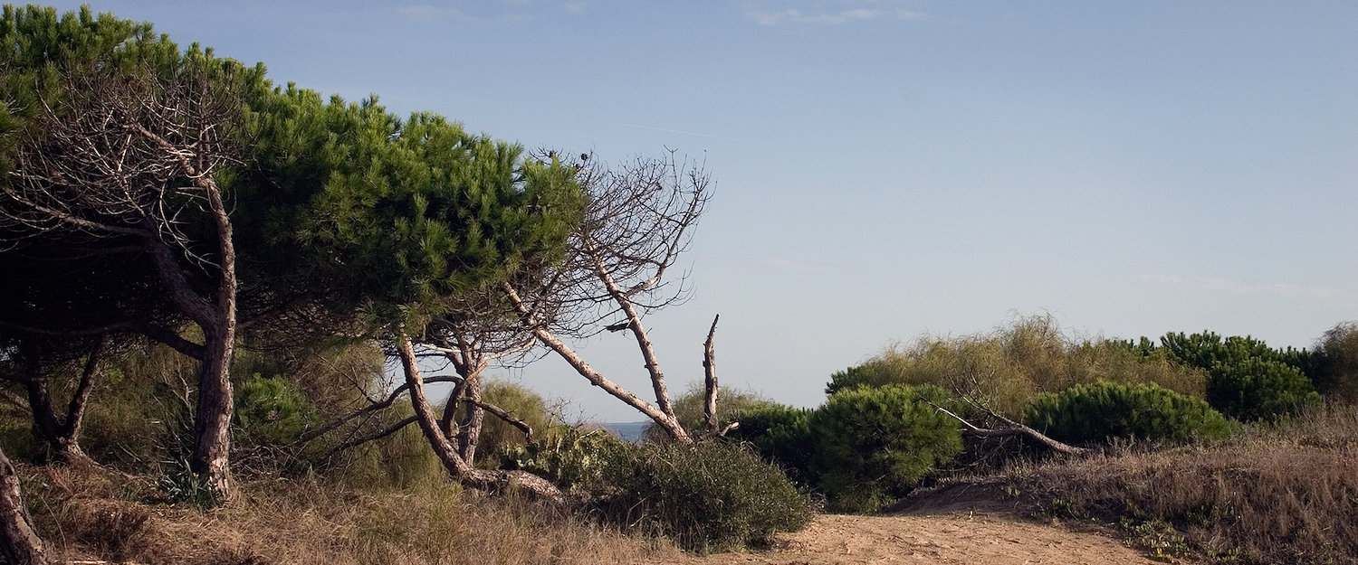 Naturaleza en la playa de Rota Naturaleza en la playa de Rota