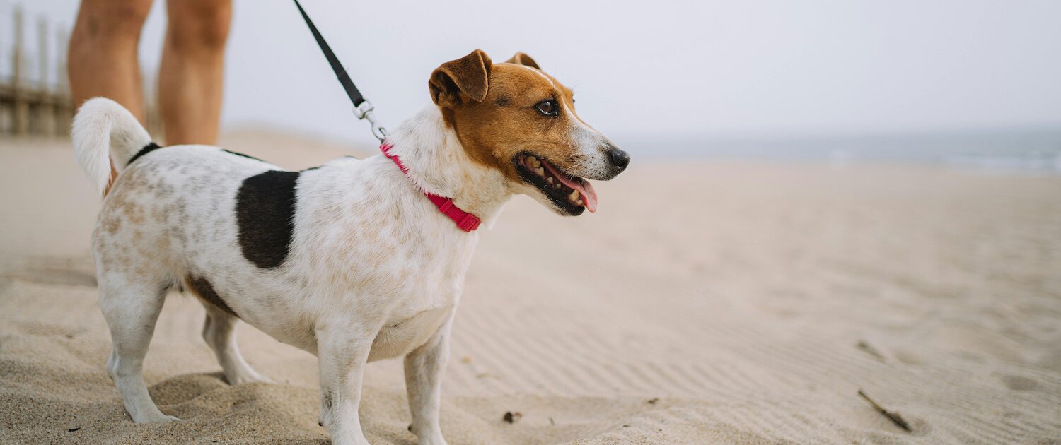 Urlaub mit Hund