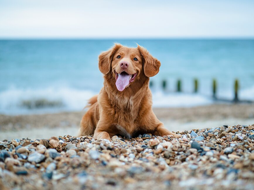 Urlaub mit Hund