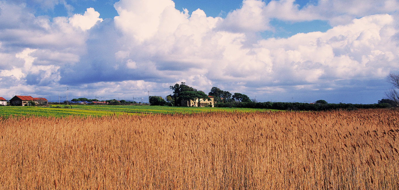Campo di grano. Campo di grano.